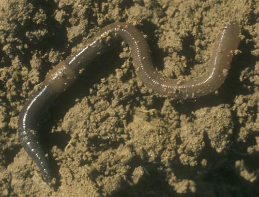 Regenwürmer Biomasse (g/m 2 ), Mittel 1997-2002 IPintensiv IPextensiv Bio 200 tiefgrabende Würmer a a a Gramm pro m 2 150