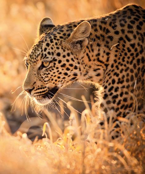 Leopard Tief im Okavango-Delta Warmherziges Willkommen in Malawi Weite des Malawi-Sees baum liegende halb offene Hauptbereich.