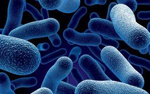Biofilm bildet den Lebensraum für gefährliche Krankheitserreger wie Legionellen.