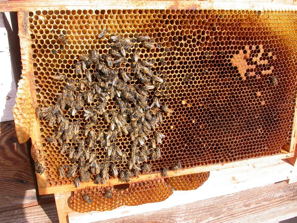 Maßnahmen zur Förderung der Bienengesundheit Klärung von Bei den Erhebungen vor Ort gefundenes Wabenmaterial mit Verdacht auf anzeigepflichtige Brutkrankheiten wurde entnommen und einer weiteren