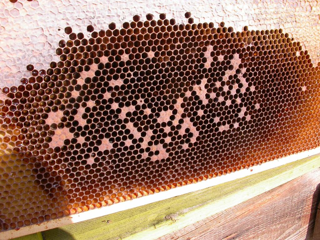 Betrieb 1: Drei Bienenstände, stark erhöhter Bienentotenfall und massive Völkerverluste (Bilder 3, 4, 5a, 5b, 6) Die Erhebungen vor Ort bestätigten das Ausmaß der Bienenverluste in vollem Umfang und