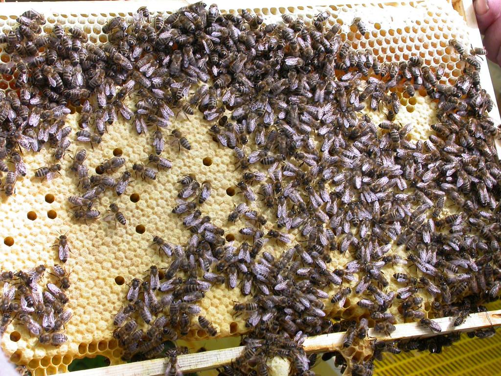 Verkotung (Ende Mai 2007) Bild 11: Unauffällige Brutwabe vom Bienenstand G Probenahme: Vom Stand G wurden krabbelnde