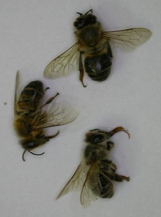 Bild 14a: Bienen mit Chlorpyrifos-Vergiftung Bild 14b: Bienen mit Dimethoat-Vergiftung Die Untersuchung der Bienenproben auf die insektiziden Wirkstoffe Clothianidin (BG = 0,1 mg/kg), Imidacloprid