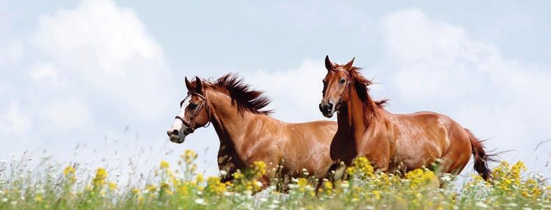 5. Pferde Ziel: Optimale, leistungsangepasste Fütterung für Sport-, Zucht- und Freitzeitpferde. 5.