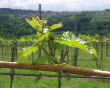 Danach kann der Rebschnitt begonnen werden, dies ist die erste Ertragsregulierung im Weingarten und nimmt damit direkten Einfluss auf die Traubenund somit Weinqualität.