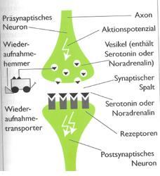 Antidepressiva (AD) Wirkweise Antidepressiv durch Erhöhung der Konzentration der