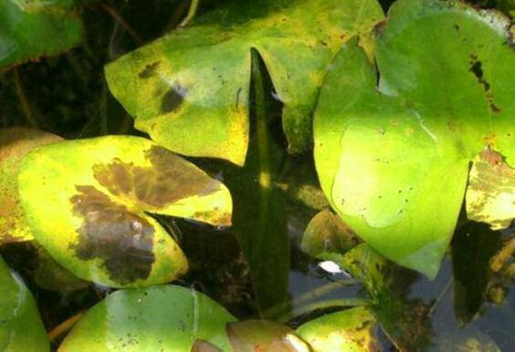 und Bekämpfung: Auf Kulturbedingungen achten und befallene Blätter entfernen Knollenfäule Schadbild: Blätter färben sich hellgrün bis gelb; Rhizom ist weich, faulig und hat einen