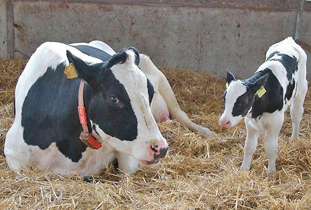 Gesunde und langlebige Tiere = Wirtschaftlich = Qualität Umfeld: - Hohe Kosten - Liberale Politik und Märkte - Teiloffene Grenzen - Starker Franken - Kritische