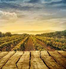 Weinempfehlungen für den Herbst Liebe Leser, wir beim E-Center Köhler legen viel Wert auf eine hochwertige und abwechslungsreiche Weinabteilung.
