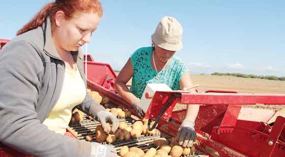 Als Anja Freckmann den Betrieb von ihrem Vater übernommen hat, wurden die Kartoffeln auf einer Handvoll Hektar angebaut heute bewirtschaftet das Ehepaar aufgrund der steigenden Nachfrage mittlerweile