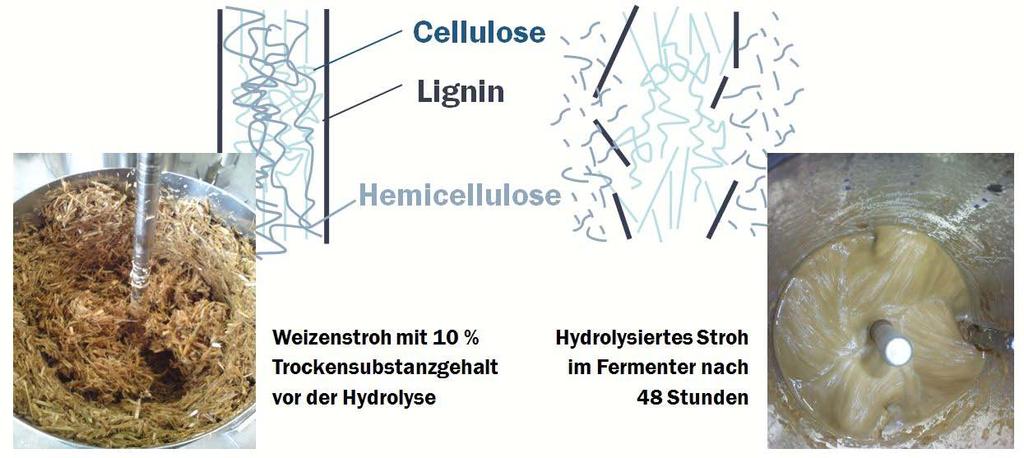 Substrat Temperatur: 55 C Anreicherung der Maischen mit Triticale bis