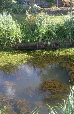 Artenauswahl: Butomus umbellatus - Schwanenblume Carex acutiformis - Sumpf-Segge Iris