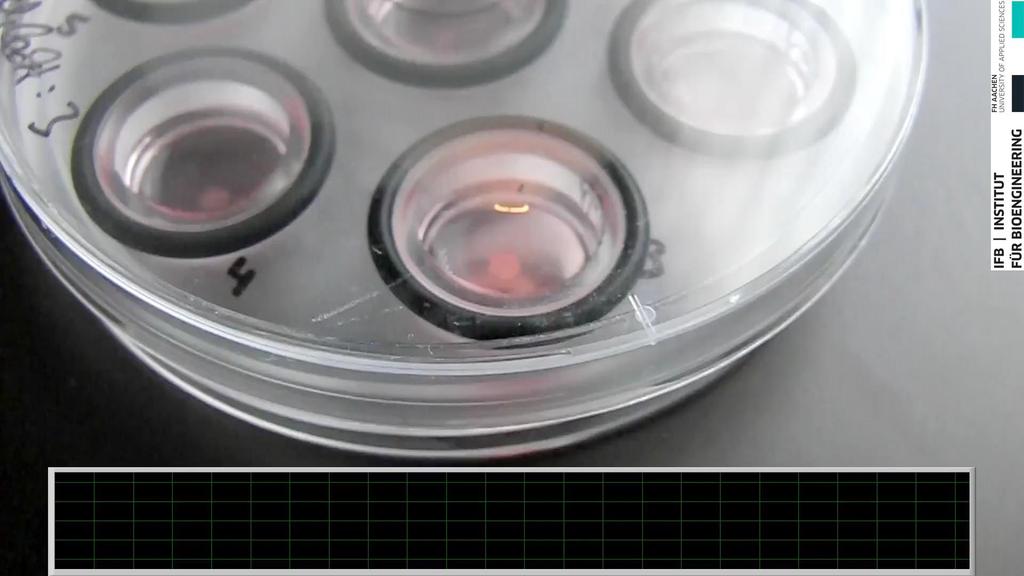 Umsetzung/Innovation humane Herzzellen in der CellDrum Realer Test des Laborherzens