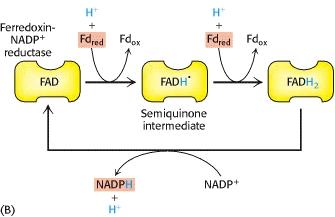 Flavoprotein: 1 FAD als prosthetische Gruppe.