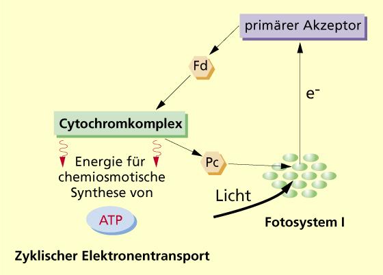 VL3: Zyklischer Elektronentransport ATP-Bildung wird auch als zyklische Photophosphorylierung Der Calvin-Zyklus: verbraucht mehr ATP als NADPH + H +.