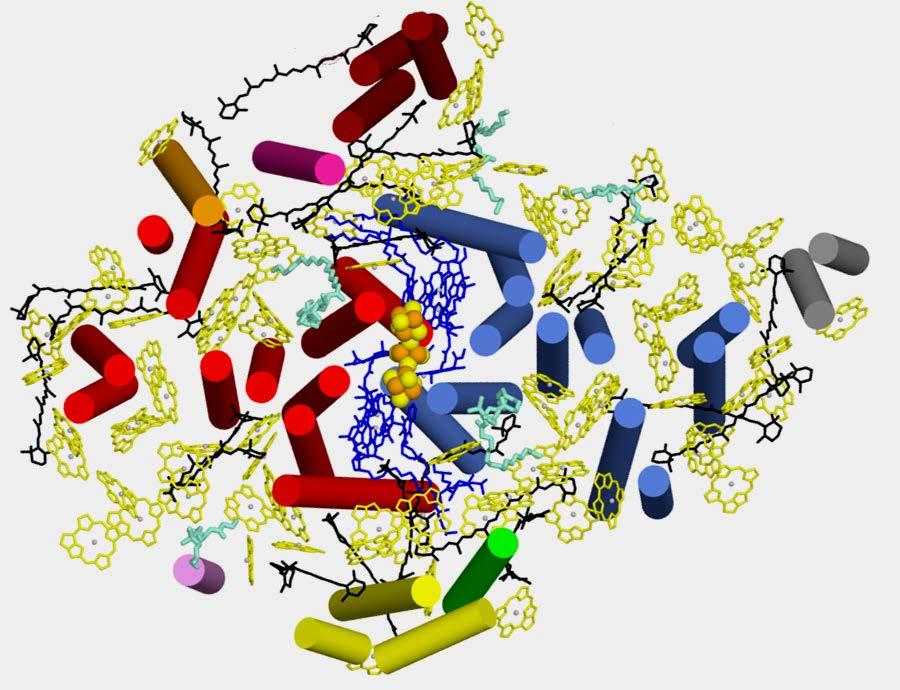 VL3: Transmembrane α-helices und Kofaktoren 2. Periphere Antennen: 2 x 18 Chla liegen an der Peripherie des Komplexes in 2 Schichten nahe der lumenalen und stromalen Membranseite.