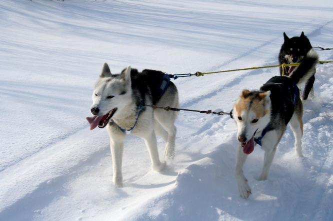 Begleitet von Schneemobilen lenken Sie Ihr Hundeteam über die Taiga und durch die Birkenwälder.