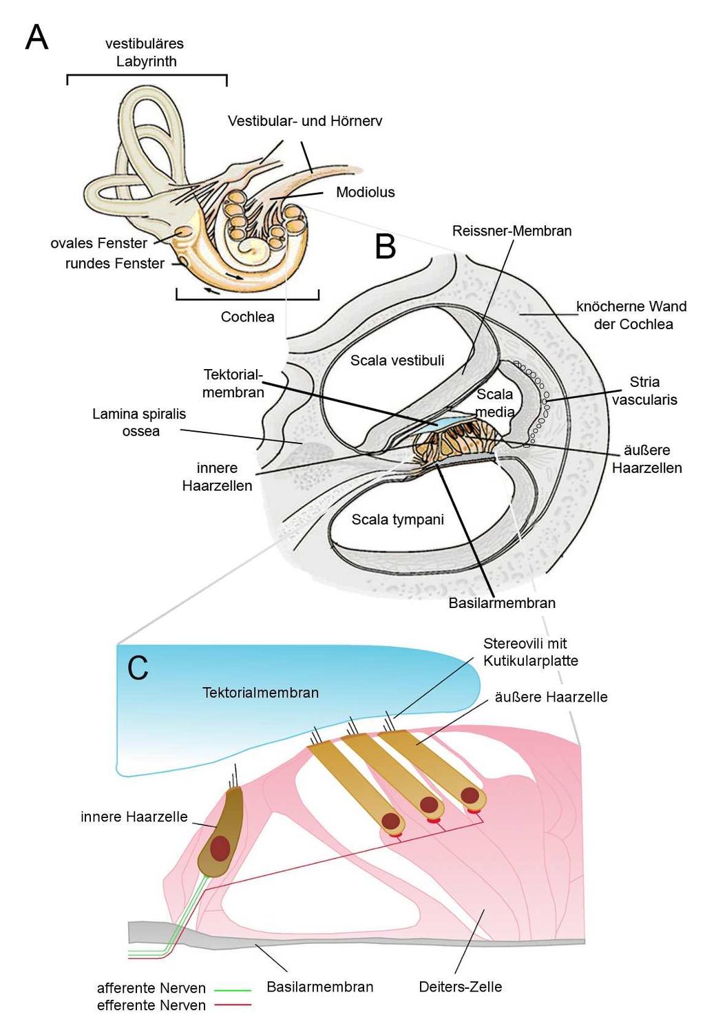 I. Einleitung 4 Abbildung 1: Anatomie des Innenohres A: Übersicht mit aufgeschnittener Cochlea B: Querschnitt durch die Windungen der Cochlea