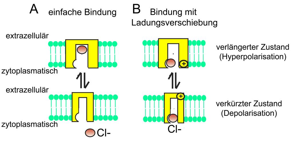 I. Einleitung 16 Abbildung 9: Modellhafte Darstellung von Prestin als inkompletter Ionentransporter (verändert nach Ashmore 2008) 5.