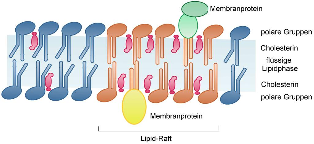 19 I. Einleitung 6.2 Bedeutung von Cholesterin für die Plasmamembran Das Cholesterinmolekül richtet sich in Lipiddoppelschichten parallel zu den Fettsäureketten der Phospholipide aus.