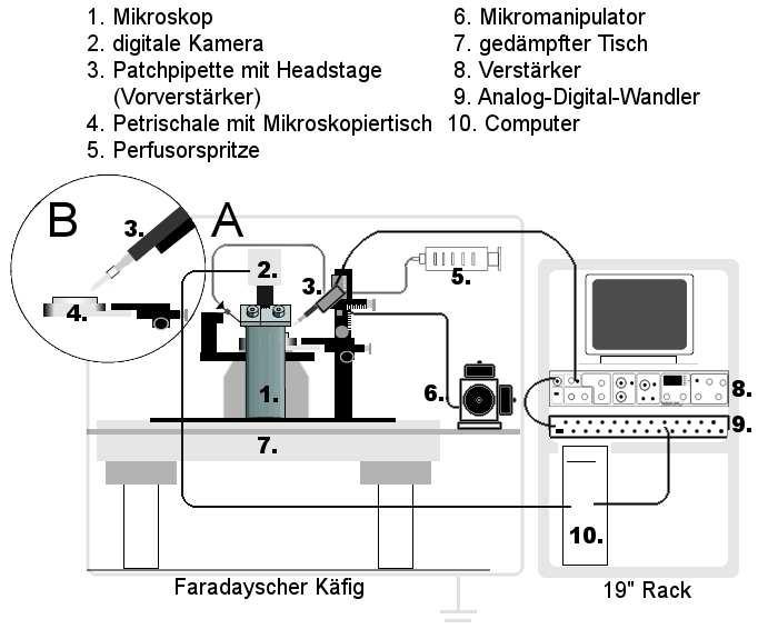 II. Material und Methoden 34 beweglichen Mikroskopiertisch ausgestattet war.