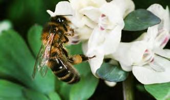 tif An Lerchensporn Apidae Echte Bienen