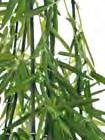 Blätterkaktus Höhe 130 cm, imposante Kaktuspflanze