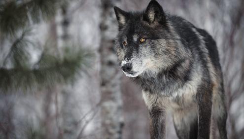 IM BLICKPUNKT: DER WOLF IN NIEDERSACHSEN Wolfspopulation regulieren CDU fordert Sieben-Punkte-Plan für nachhaltigen Umgang mit dem Wolf Der CDU-Landtagsabgeordne- rissen und Wölfe häufiger mit