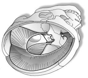 Die Dura mater stellt als reziprokes Spannungsmembransystem ein wichtiges Element des Primär Respiratorischen Mechanismus dar.