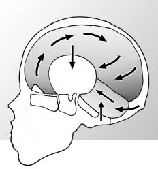 11: Bewegung der intracranialen Membranen in der Inspirationsphase In einigen Büchern wird eine entgegengesetzte Bewegung der vorderen Hälfte der Falx cerebri beschrieben.