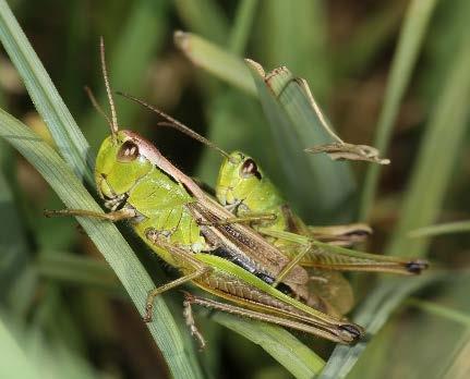 6 Vergleich der Aktionsräume von Sumpfgrashüpfer (Chorthippus montanus) und Gemeinem Grashüpfer (Chorthippus parallelus) Der Sumpfgrashüpfer ist ein flugunfähiger Grashüpfer, der an feuchte