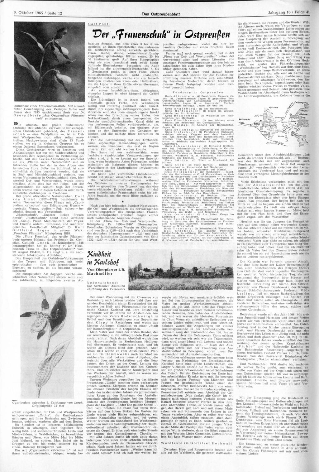 9. Oktober 1965 / Seite 12 Das Ostpreußenblatt Jahrgang 16 / Folge 41 Cypripedum 1^ ie schönste und größte einheimische Orchidee Deutschlands, zur Familie der europäischen Orchidaceen gehörend, der