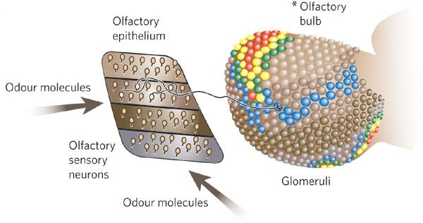 4 Die Sinne als Instrumente der Sensorik 17 Der Bulbus olfactorius Die zellulären Elemente des Bulbus olfactorius sind schichtartig angeordnet: Glomeruli bilden die erste Schicht, darauf folgt die