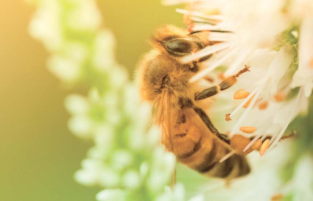 Umweltfreundliche Technologien 14/15 Die Biene ist ein fleißiger Arbeiter. Jedes dieser Tiere sammelt pro Flug bis zu vier Millionen Pollenkörner und trägt so seine Leistung für die Gemeinschaft bei.