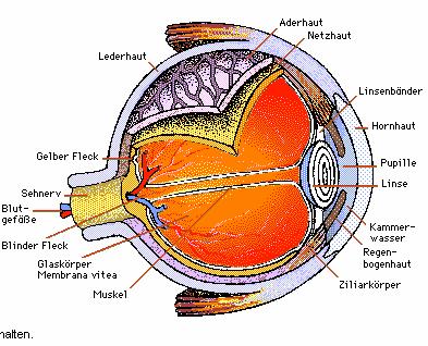 Physiologie des Sehens Hornhaut: durchsichtig, 5-schichtig vordere Kammer mit Kammerwasser Linse mit ringförmigem Ciliarmuskel dazwischen: Regenbogenhaut (Iris) dahinter: Glaskörper, Augenfüllung