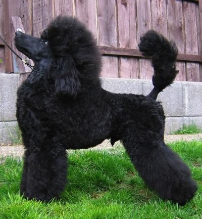 K-Locus: K B K B ist Dominantes Schwarz. Ein solcher Hund kann alle Zeichnungen des A-Locus sowie gestromt verdeckt tragen, zeigt sie selbst also nicht.