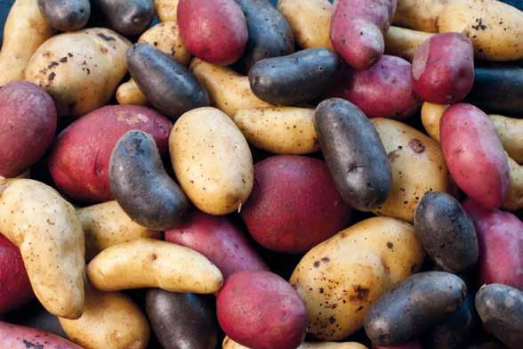Inhaltsstoffe einer Kartoffelknolle Folie 2 Rest 4 %