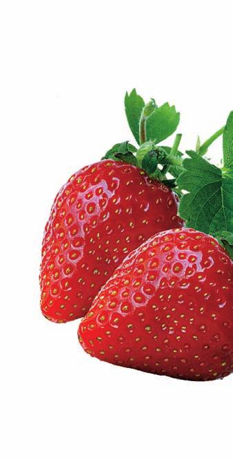 Wird dieser nämlich entfernt, kann beim Waschen der Erdbeeren Wasser durch die Öffnung eindringen und die Erdbeere verwässern. Das würde dem fantastischen Geschmack eigener Erdbeeren schaden.