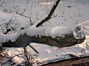 Im Winter findet der Igel keine Nahrung mehr. Er hält daher Winterschlaf und lebt von seinen Fettreserven.