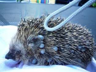 Diese Igel benötigen die Hilfe der Igelstation.