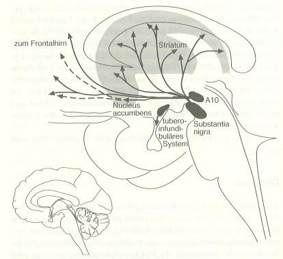 Dopamin Das Gehirn Kortikale Karten Und anderes a) Hormonhaushalt b) Bewegungssteuerung
