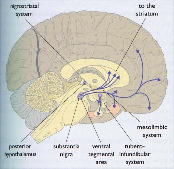 Ursachen der Schizophrenie Genetische Disposition Abweichungen in der Anatomie des Gehirns