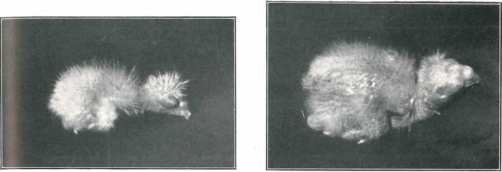86 T Heft 3J Zur Biologie von Psephotus haematonotus. 339 kopfmitte sind die Nestdunen kurz und spärlicher.