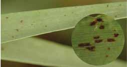 Entwicklungszyklus der Sprenkelkrankheit (Ramularia collo-cygni) in Gerste FRÜH SYMPTOME: BEDEUTUNG: Befällt sowohl Blätter als auch Halme und Grannen Ertragsverluste je nach Auftreten/ Befallsstärke