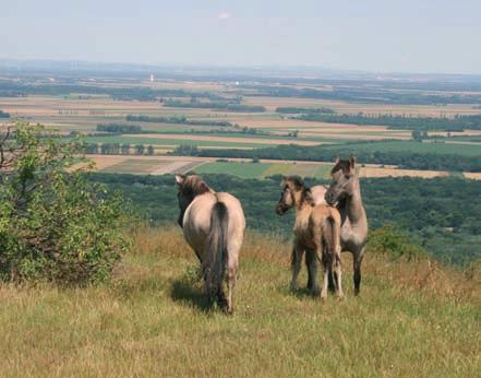 Ganzjahresbeweidung mit Koniks am Braunsberg (links) Ziegen sind besonders effiziente Weidetiere, da sie die Blätter und Rinde der Gehölze gerne fressen (rechts).