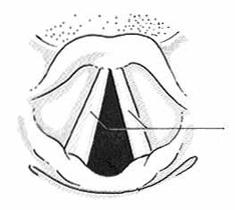 Abb. 3: Blick von oben auf den Kehlkopf Abb. 4: Öffnungs- und Schließbewegung der Stimmlippen Stimmlippen Die Stimme entsteht durch die Öffnungs- und Schließbewegung der Stimmlippen (Abb.