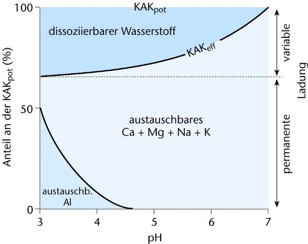 ph dependency on exchangeable Cations Abhängigkeit der effektiven KAK vom ph-wert in einem Boden mit 20-30% Tonanteil und 2-3%