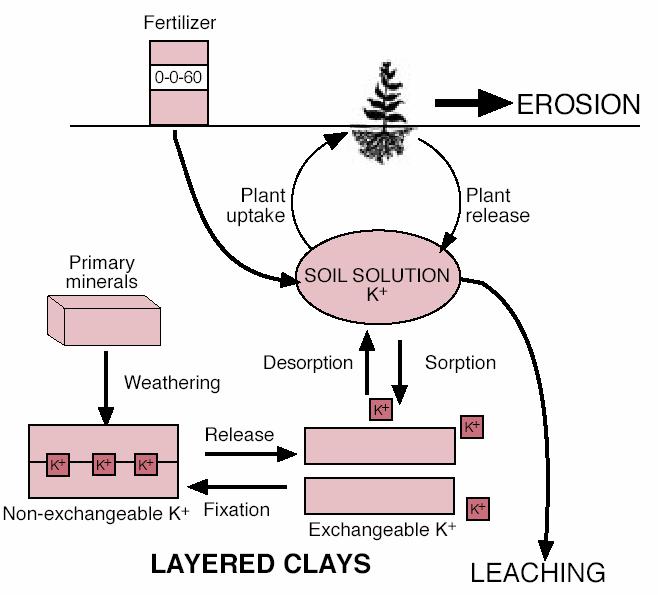 Potassium in soils Processes: Mineral weathering Clay