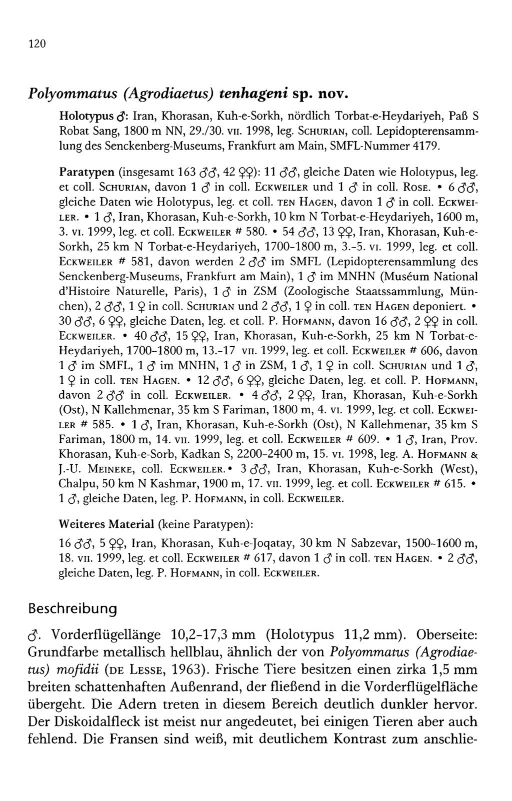120 Polyommatus (Agrodiaetus) tenhageni sp. n o v. Holotypus (J: Iran, Khorasan, Kuh-e-Sorkh, nördlich Torbat-e-Heydariyeh, Paß S Robat Sang, 1800 m NN, 29./30. vu. 1998, leg. Schurian, coli.