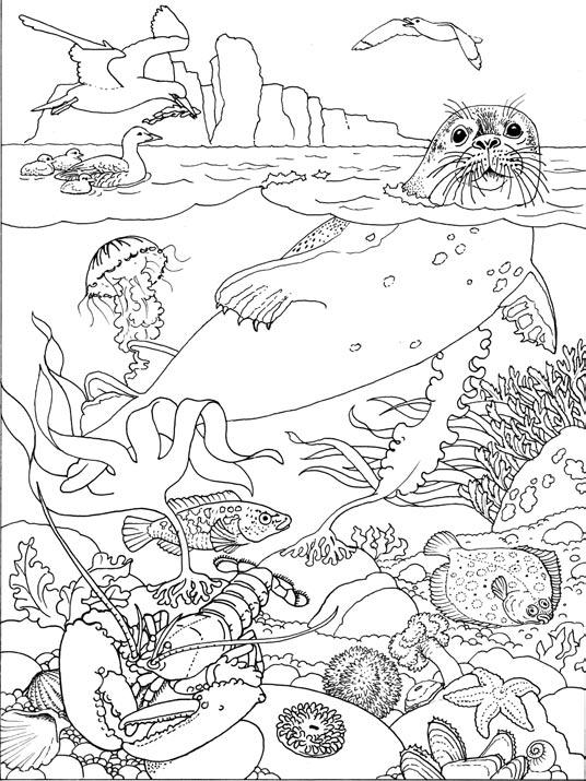 Möwe Basstölpel Helgoland Eiderente mit Küken Seehund Qualle Fingertang Lippfisch Scholle Seenelke Seeigel Seestern Hummer Seerose In der Unterwasserwelt von Helgoland fühlen sich zahlreiche Seehunde